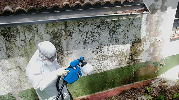 Trusted Black Mold Removal service in Mount Juliet, TN - Cheap Mold Removal